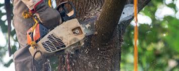 Best Root Management and Removal  in Tryon, NC