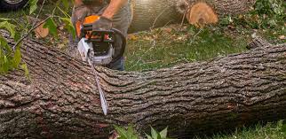 How Our Tree Care Process Works  in  Tryon, NC