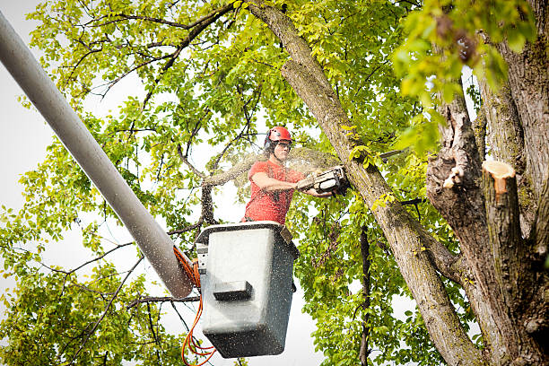 Best Tree and Shrub Care  in Tryon, NC
