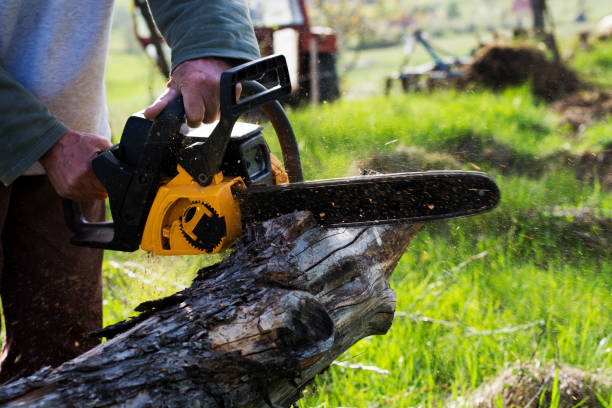 Best Fruit Tree Pruning  in Tryon, NC